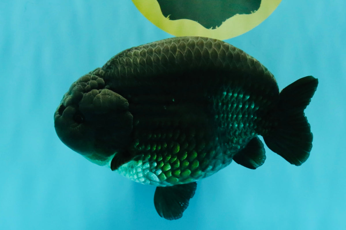UNIQUE Black Blue Ranchu Male 5.5 inches #100226RC_24
