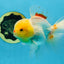 AAA Grade Lemonhead Oranda Male 5 inches #080125OR_20