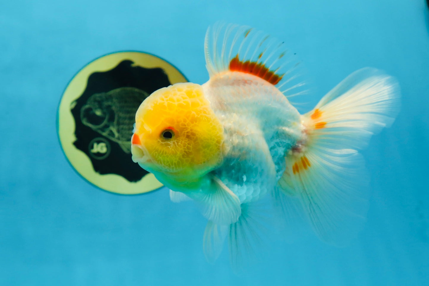 AAA Grade Lemonhead Oranda Male 5 inches #080125OR_20