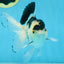 Panda Oranda Male 5 inches #091225OR_22