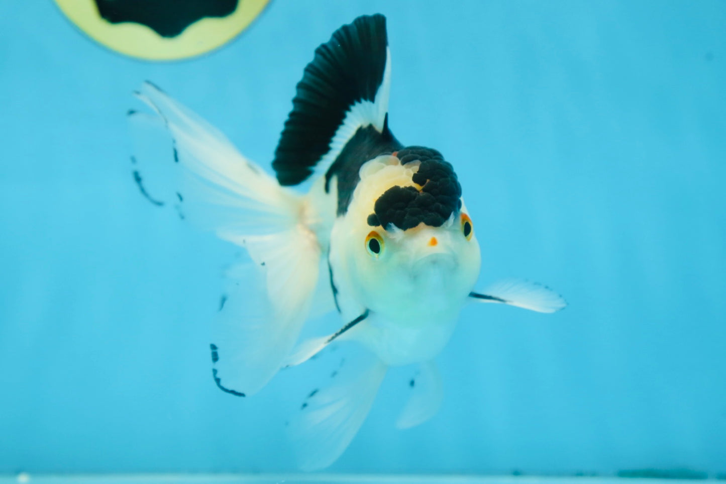 Panda Oranda Male 5 inches #091225OR_22