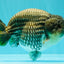 A Grade Blue Ranchu Male 6.5-7 inches #101626RC_24