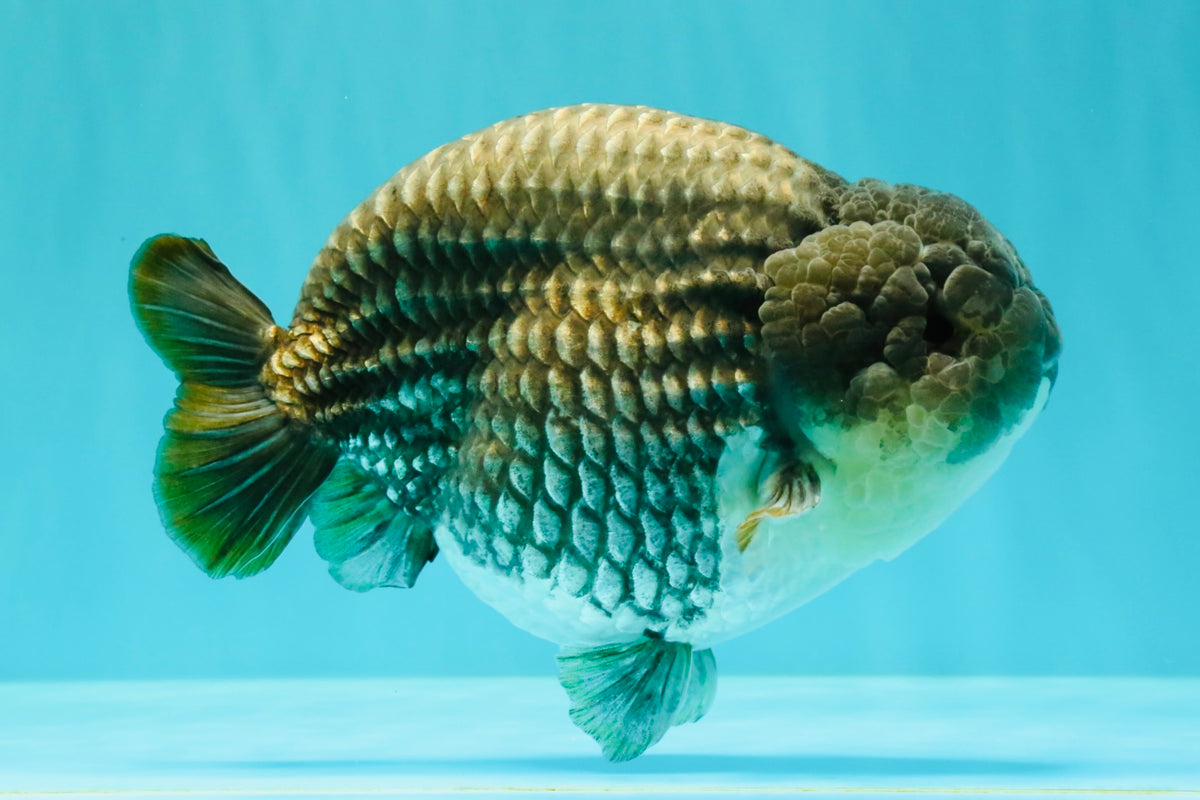 A Grade Blue Ranchu Male 6.5-7 inches #101626RC_24