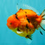 AAA Grade Tiger Yuanbao Male 5.5 inches #100926YB_03