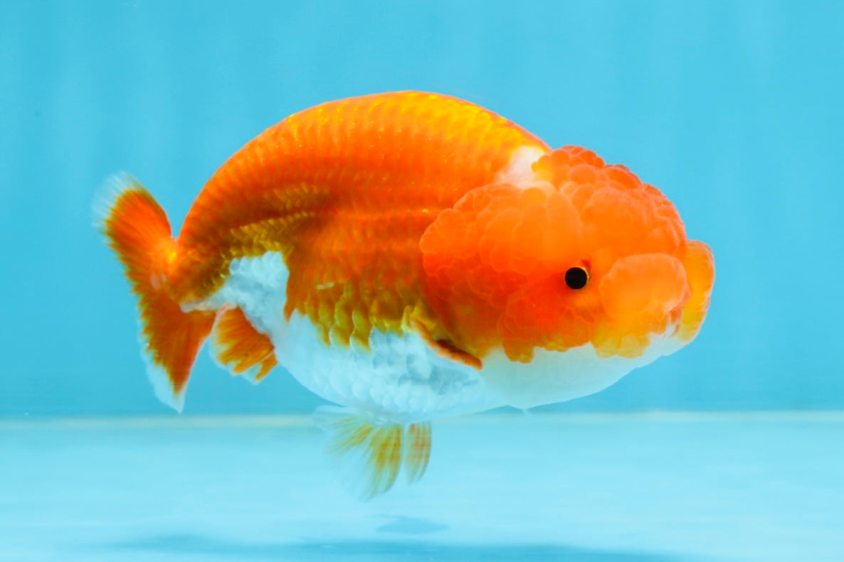 CHUBBY AAA Grade Red Head LionQueen 4-4.5 inches #102425LC_11