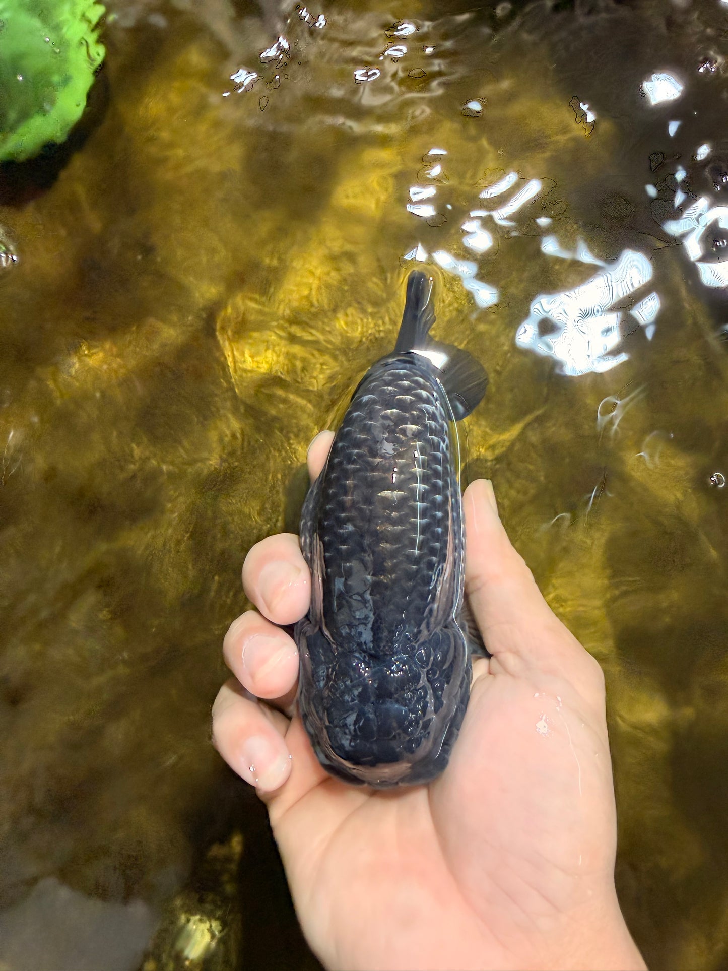 A Grade Black Blue LionKing 5 inches #103125LC_12