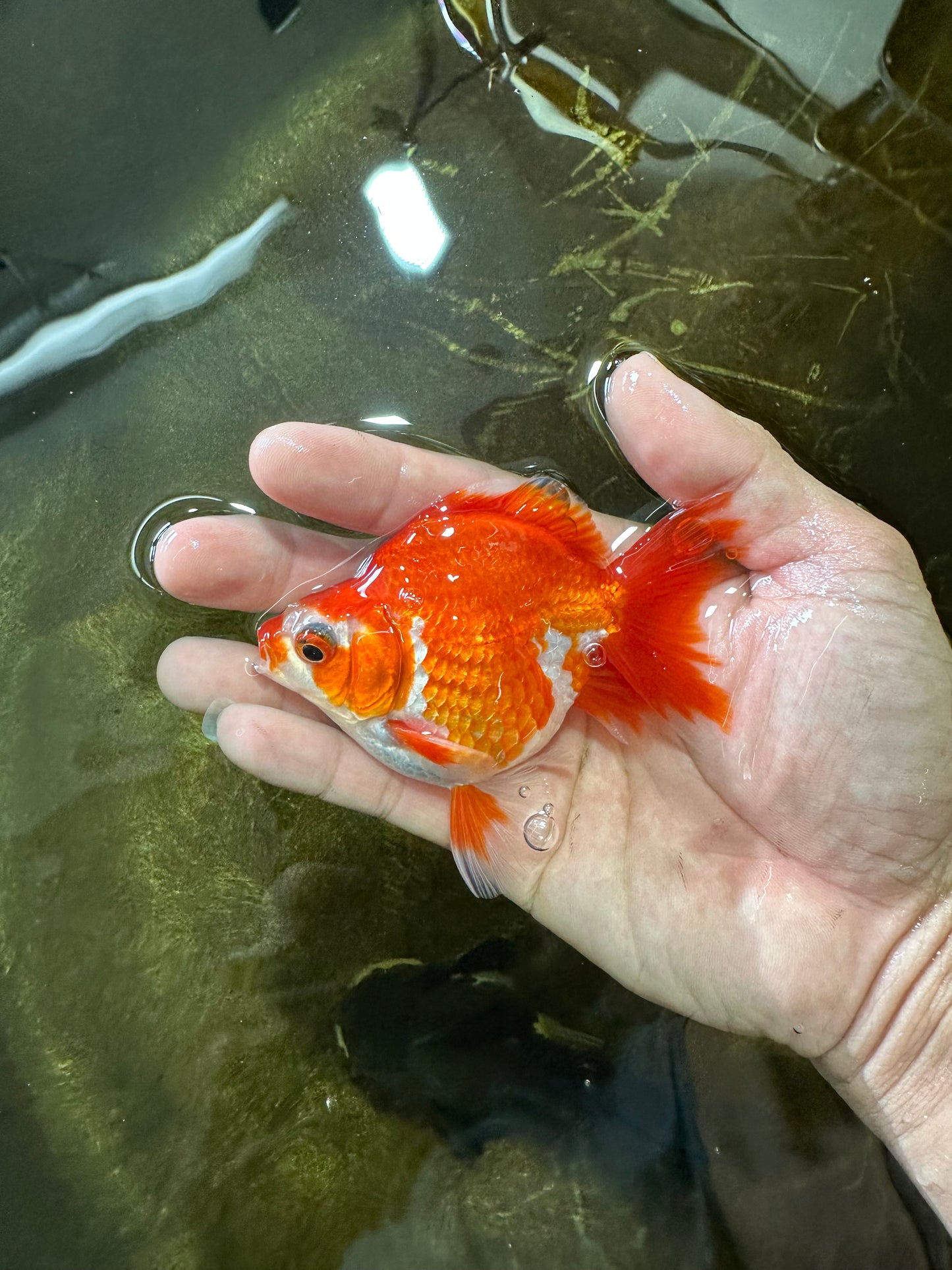 POCKET AAA Grade Small Red White Ryukin Female 3.5-4 inches #082225RK_26
