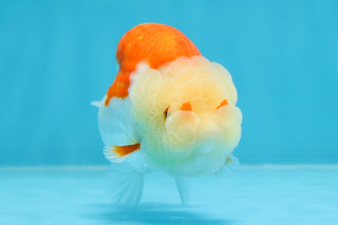 POPCORN AAA Grade Red White Kohaku LionQueen 4 inches #101725LC_05