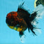 A Grade FLUFFY WEN Tiger Oranda Male 6 inches #082925OR_11