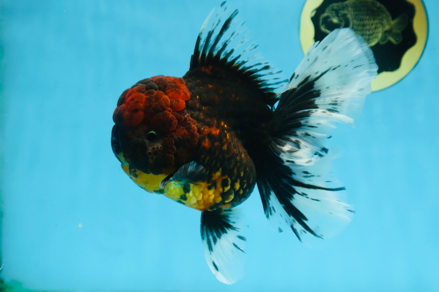 A Grade FLUFFY WEN Tiger Oranda Male 6 inches #082925OR_11