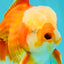 A Grade Red White Oranda Male 6 inches #100926OR_22
