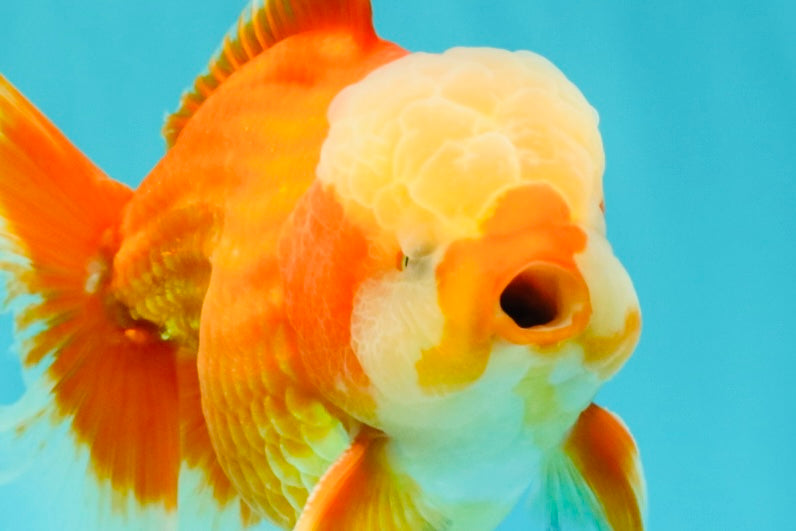 A Grade Red White Oranda Male 6 inches #100926OR_22