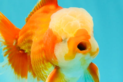 A Grade Red White Oranda Male 6 inches #100926OR_22