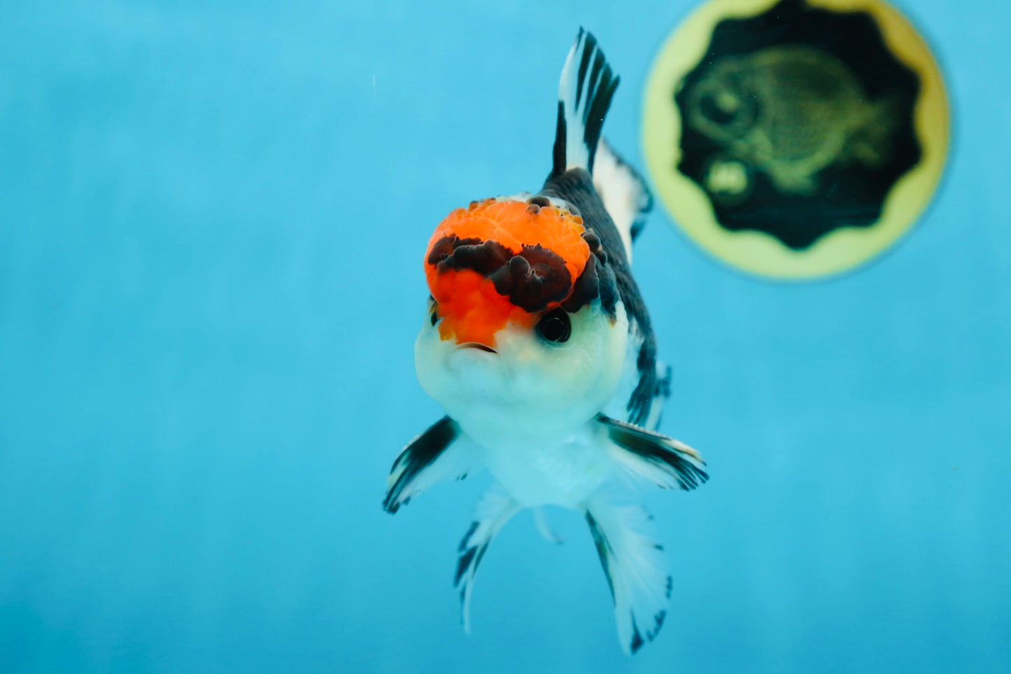 A Grade Tricolor Button Eyes Oranda Male 4.5-5 inches #081525OR_28
