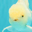 MASHMALLOW A Grade White Oranda Male 5.5-6 inches #091826OR_05