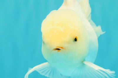 MASHMALLOW A Grade White Oranda Male 5.5-6 inches #091826OR_05
