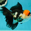 Tricolor Oranda Female 5.5 inches #111524OR_12