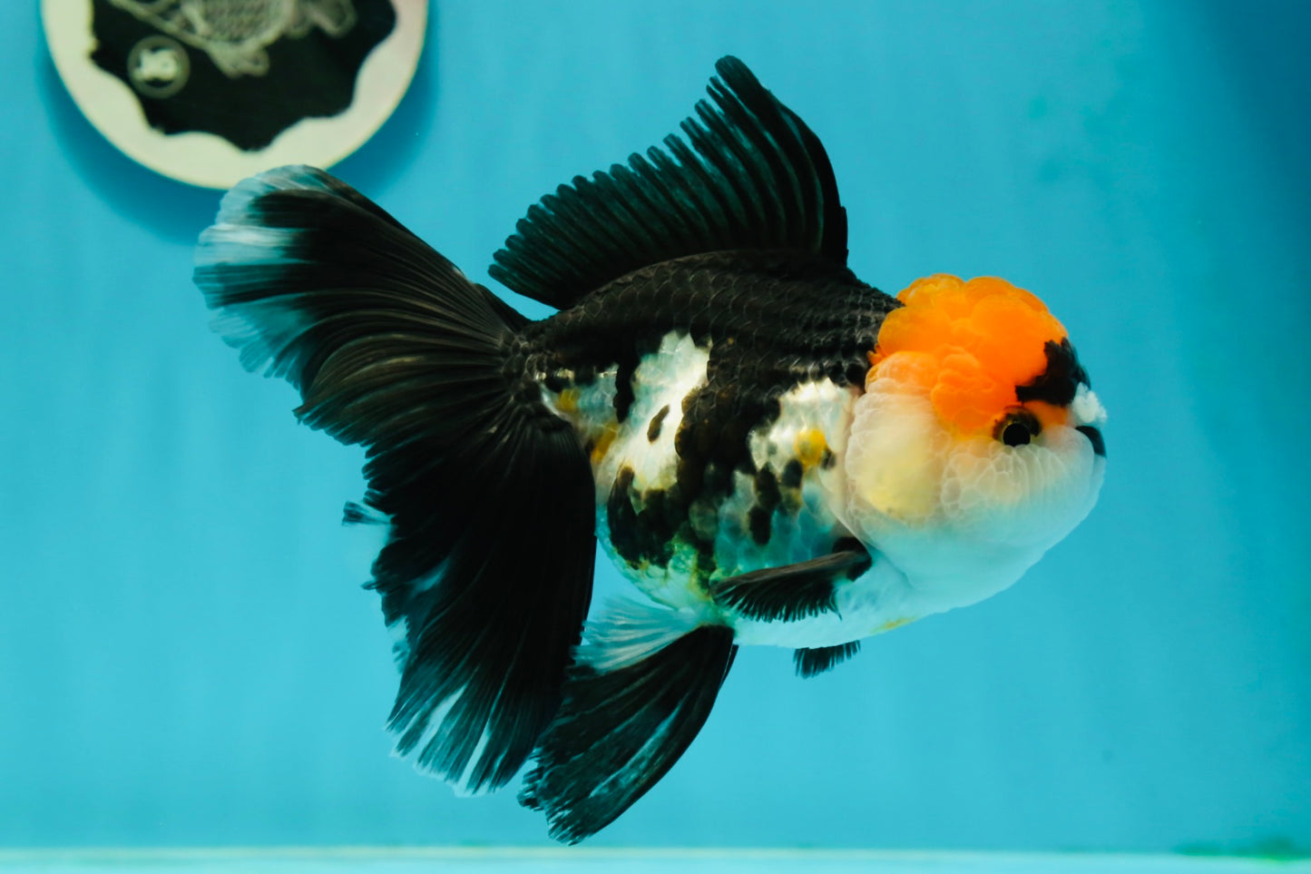 Tricolor Oranda Female 5.5 inches #111524OR_12