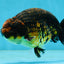 A Grade Kirin Ranchu Male 5 inches #062725LC_03