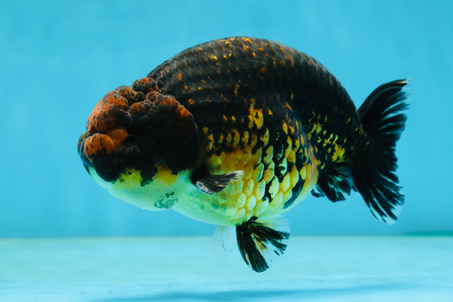 A Grade Kirin Ranchu Male 5 inches #062725LC_03