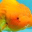 Red Lionchu Female 4.5-5 Inches #100226LC_17