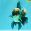 AAA Grade Kirin Jade Head Oranda Male 6 inches #070626OR_20