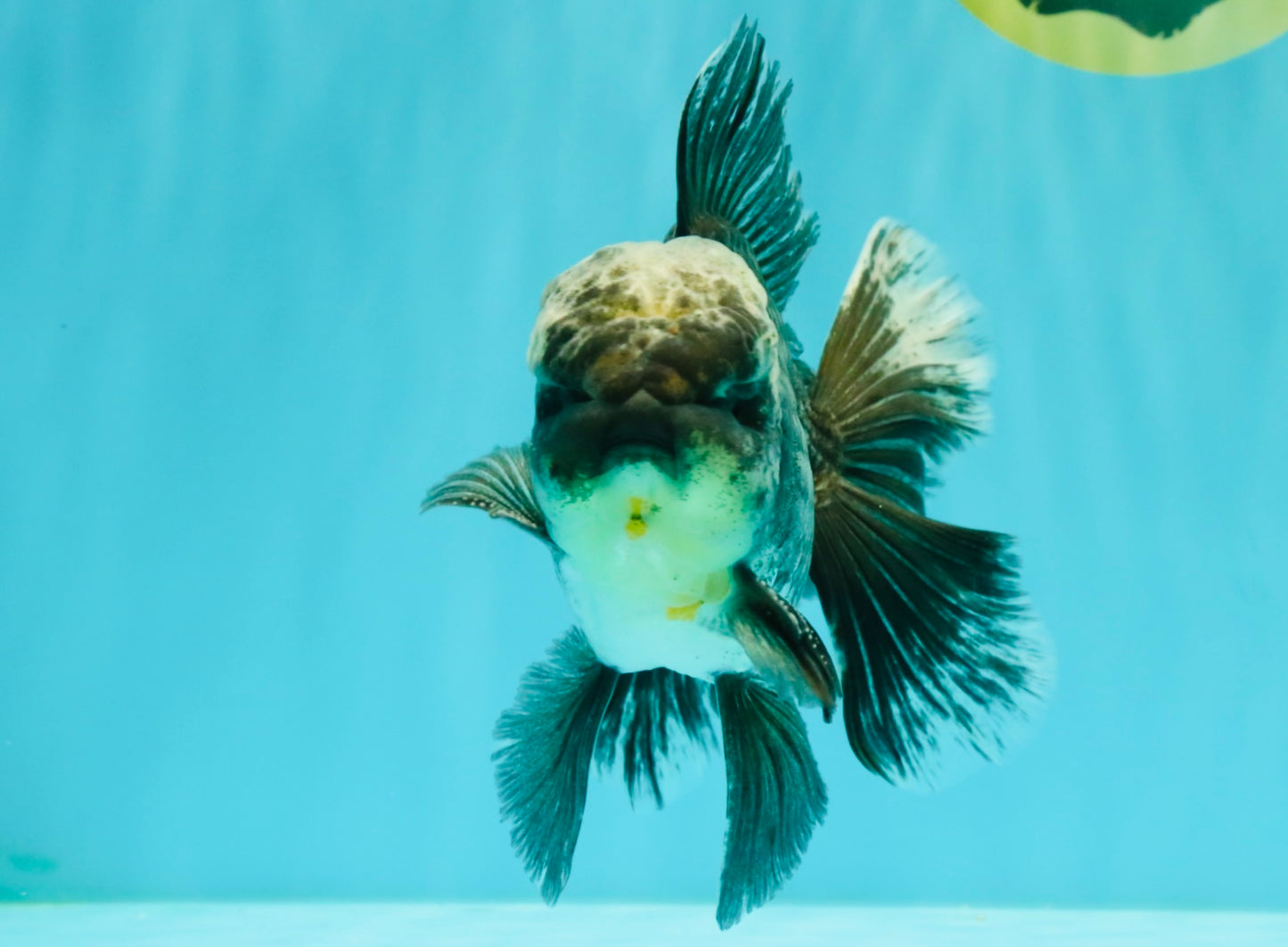 AAA Grade Kirin Jade Head Oranda Male 6 inches #070626OR_20