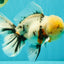 A Grade Marble Oranda Male 7 inches #071026OR_33
