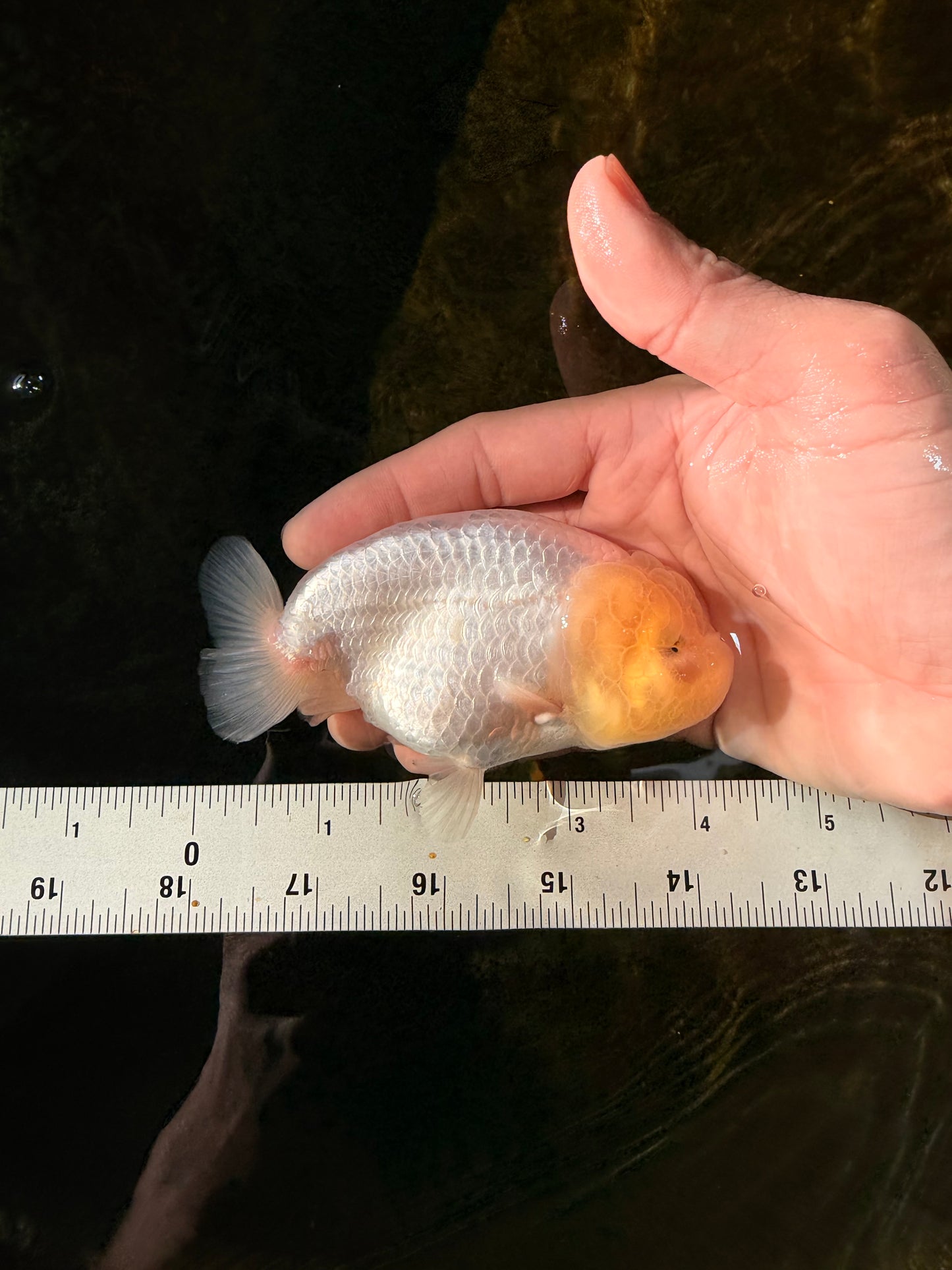 A Grade White LionQueen 4-4.5 inches #102425LC_12