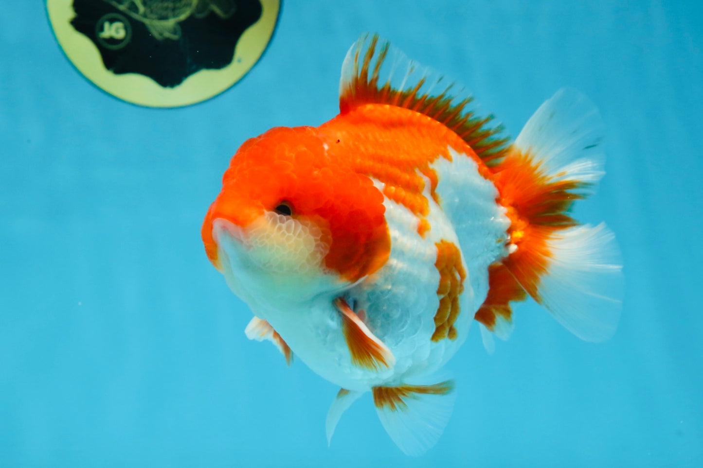 A Grade Red White Yuanbao Male 5-5.5 inches #101725YB_25