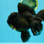 BULLDOG A Grade Godzilla Black Oranda 6.5 inches #022726OR_13