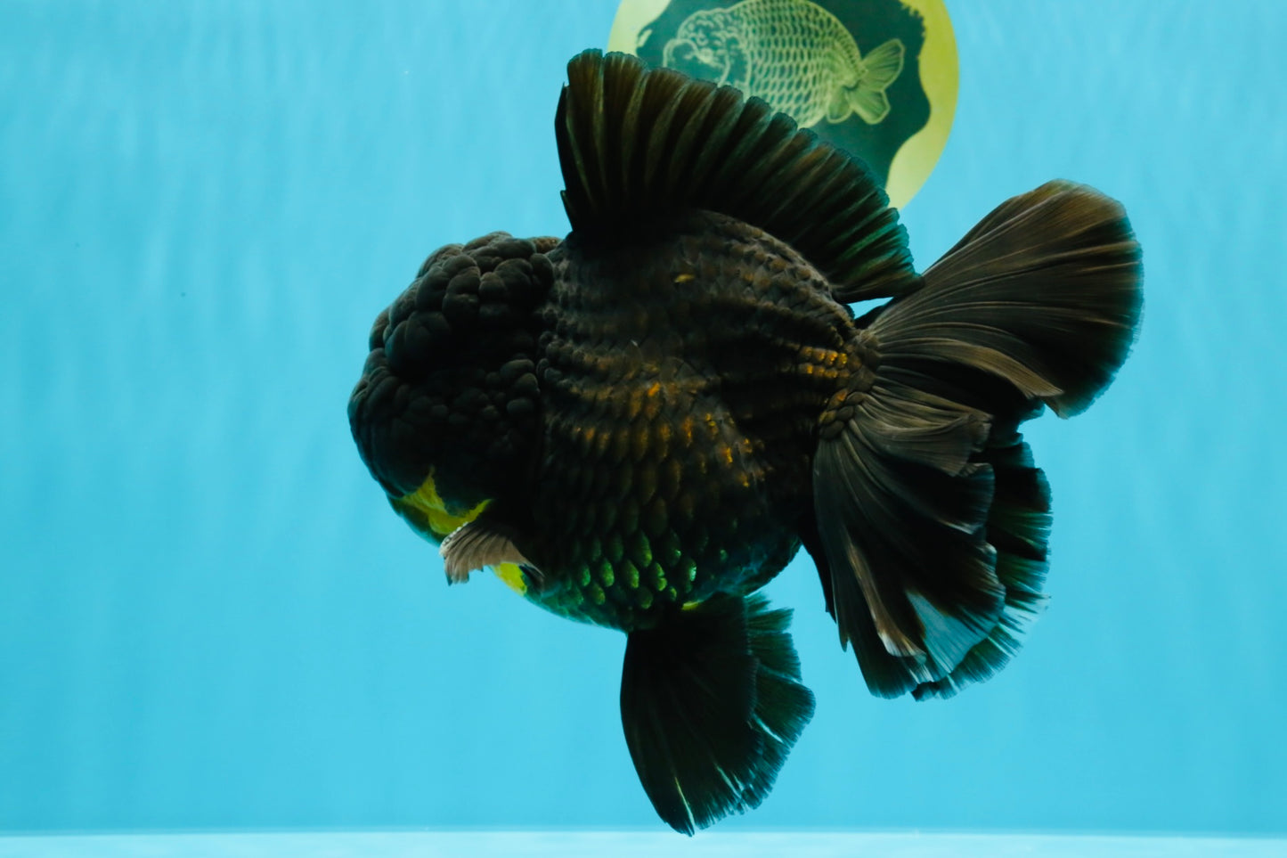 BULLDOG A Grade Godzilla Black Oranda 6.5 inches #022726OR_13