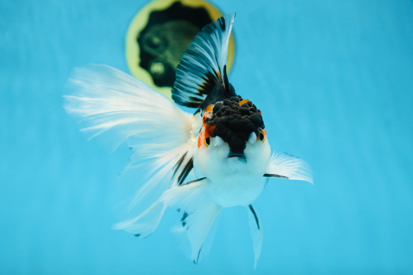 Tricolor Oranda Female 6 inches #090525OR_21