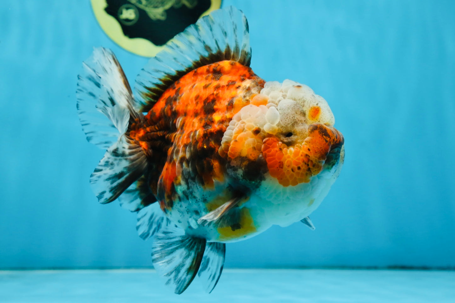 A Grade CHUBBY Calico Yuanbao Female 5-5.5 inches #091925YB_20