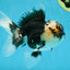 AAA Grade Panda Oranda Male 5 inches #051625OR_28