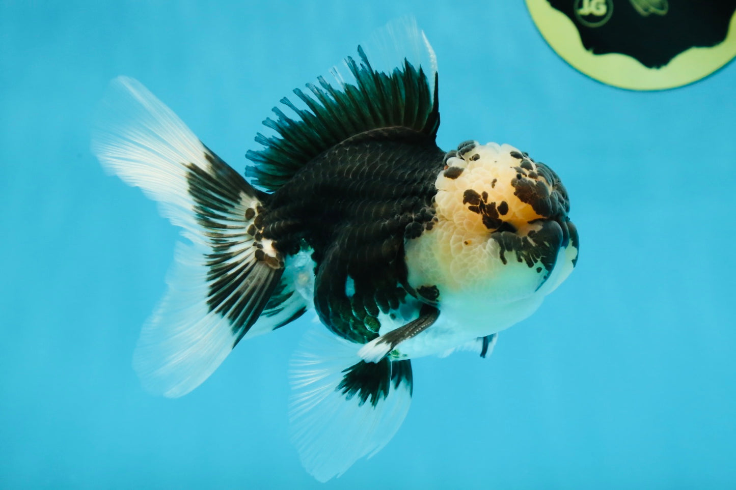 AAA Grade Panda Oranda Male 5 inches #051625OR_28