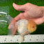 AAA Grade Lemonhead Oranda Male 4.5-5 inches #0927OR_25