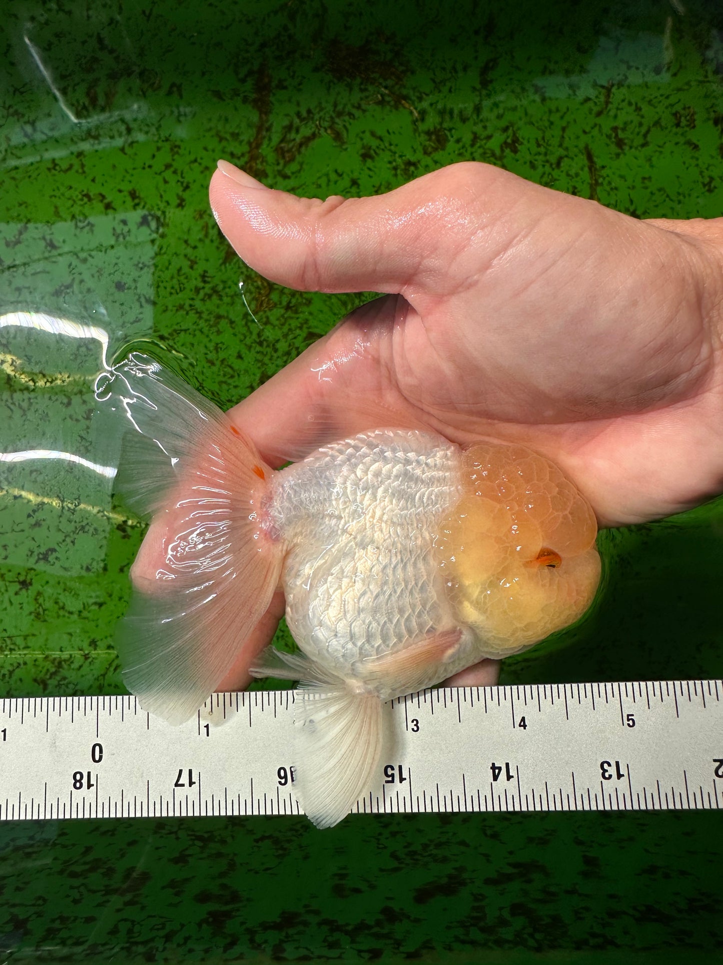 Oranda mâle à tête de citron de qualité AAA 4,5 à 5 pouces #0927OR_25