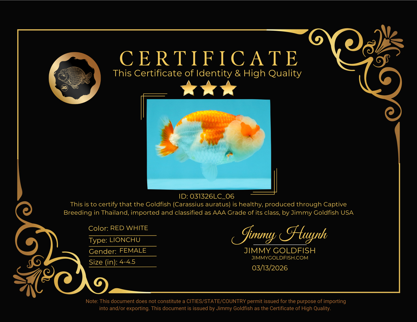 BIG WEN AAA Grade Red White LionQueen 4-4.5 inches #031326LC_06