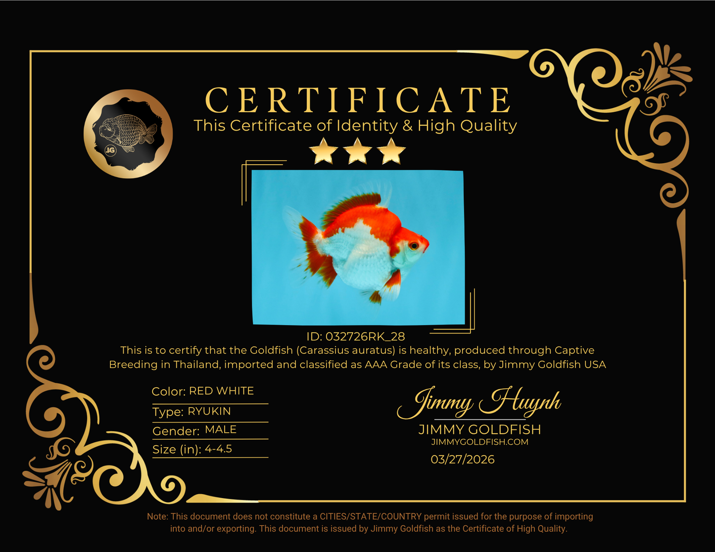 AAA Grade Red White Ryukin Male 4-4.5 inches #032726RK_28