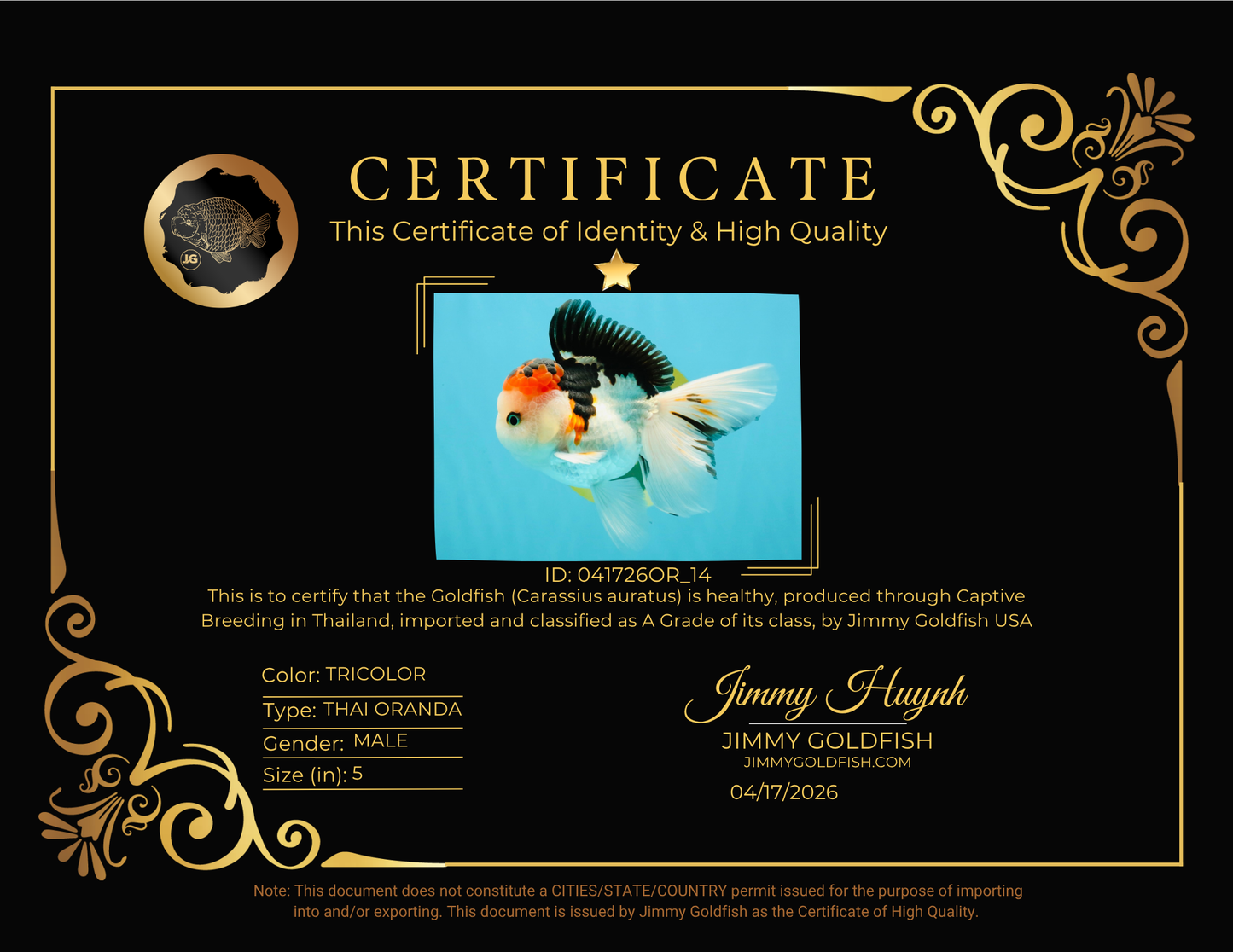 A Grade Tricolor Oranda Male 5 inches #041726OR_14