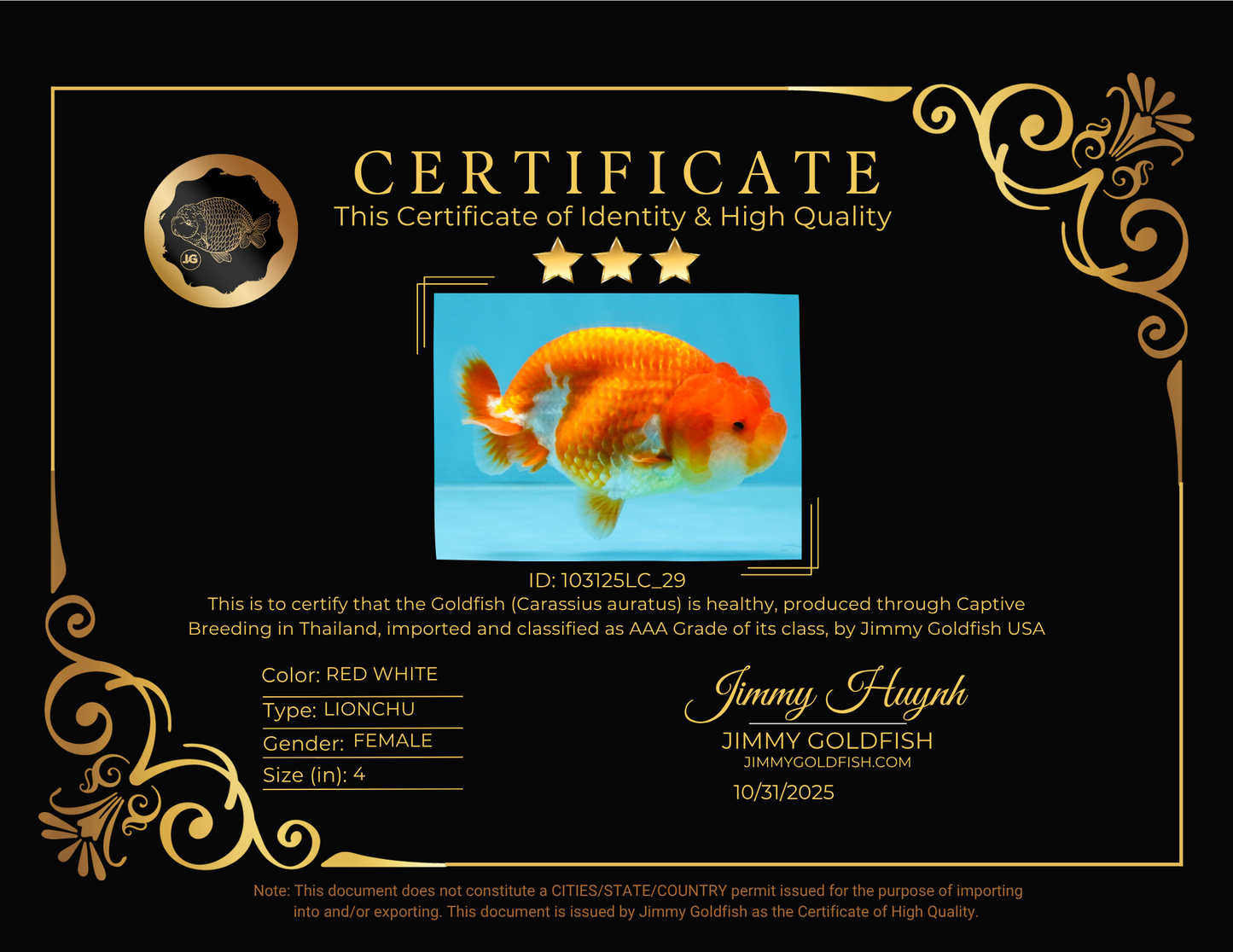 AAA Grade Red White LionQueen 4 inches #103125LC_29