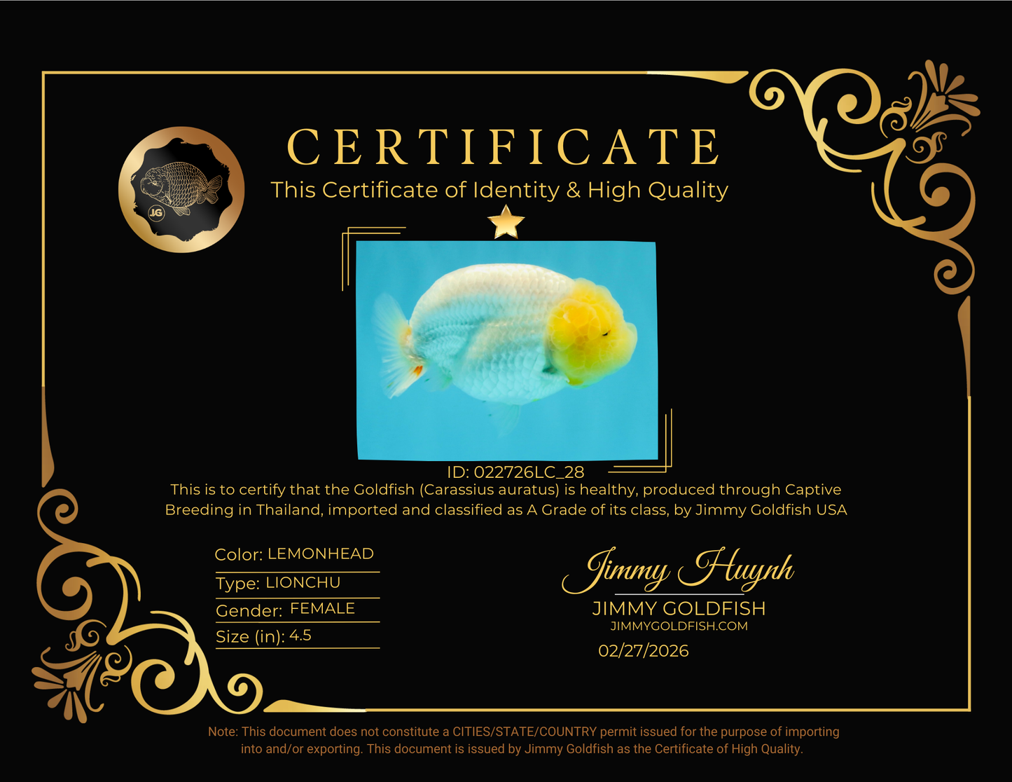 A Grade Dragon Lemonhead  LionQueen 4.5 inches #022726LC_28