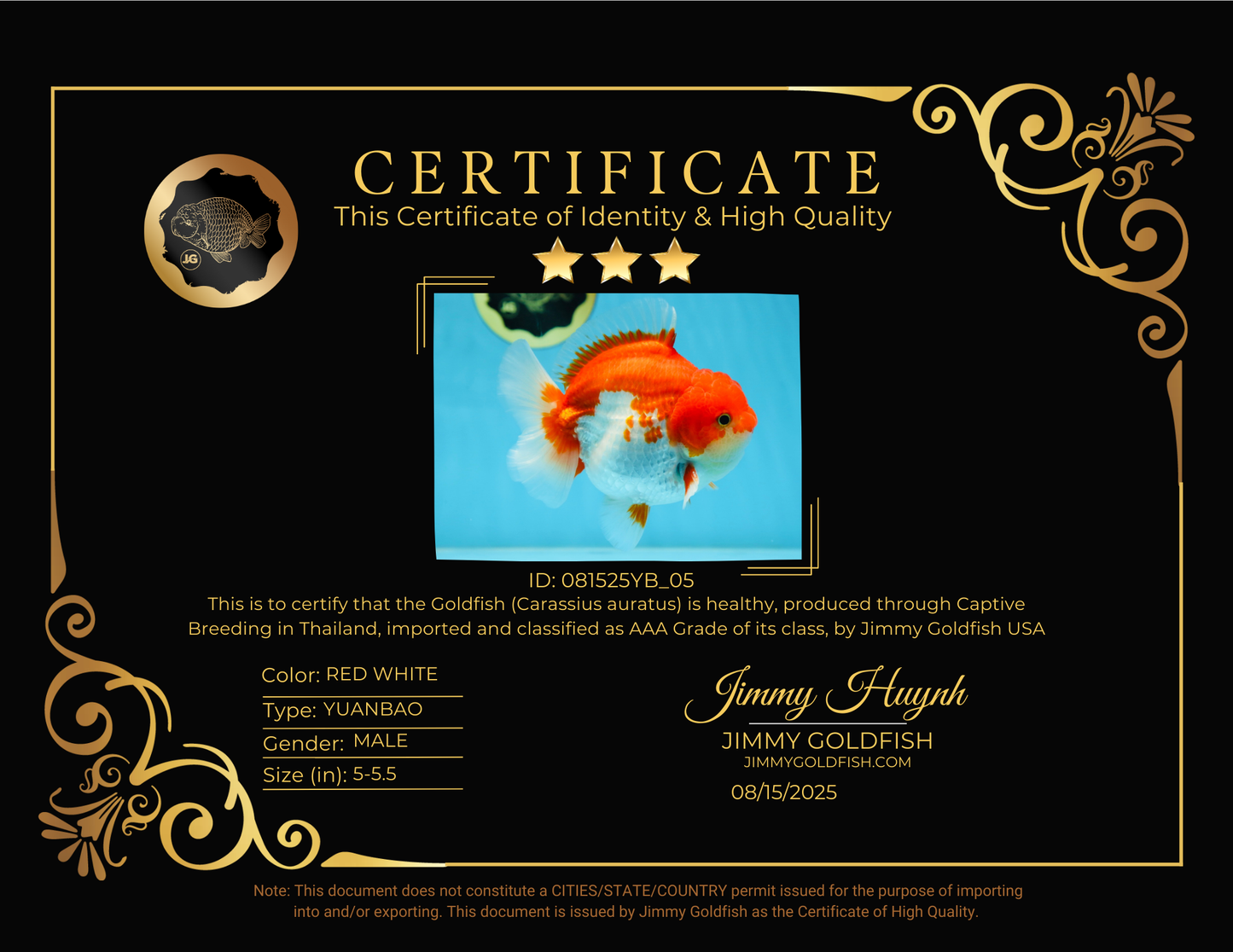 AAA Grade Red White Yuanbao Male 5-5.5 inches #081525YB_05