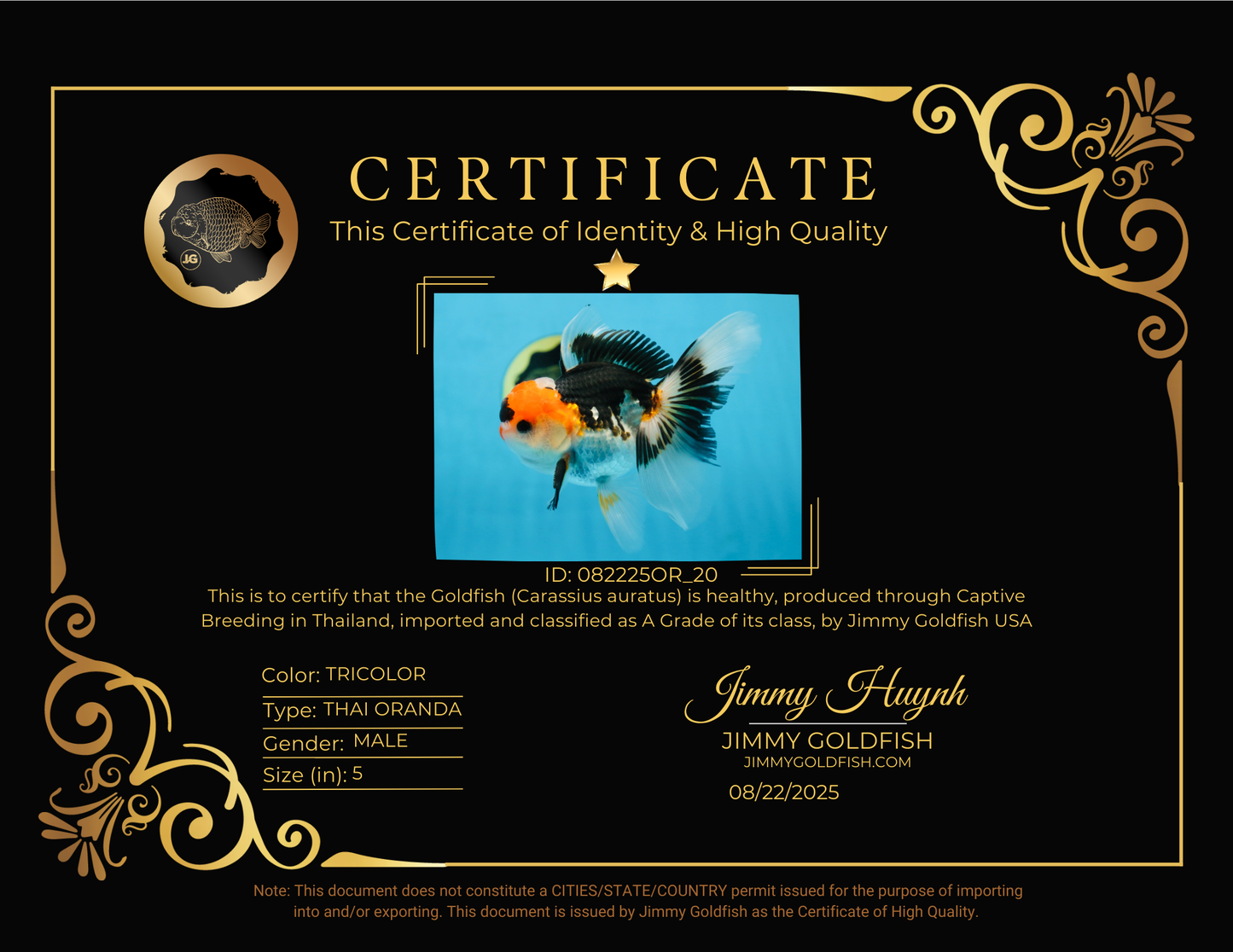 A Grade Tricolor Oranda Male 5 inches #082225OR_20