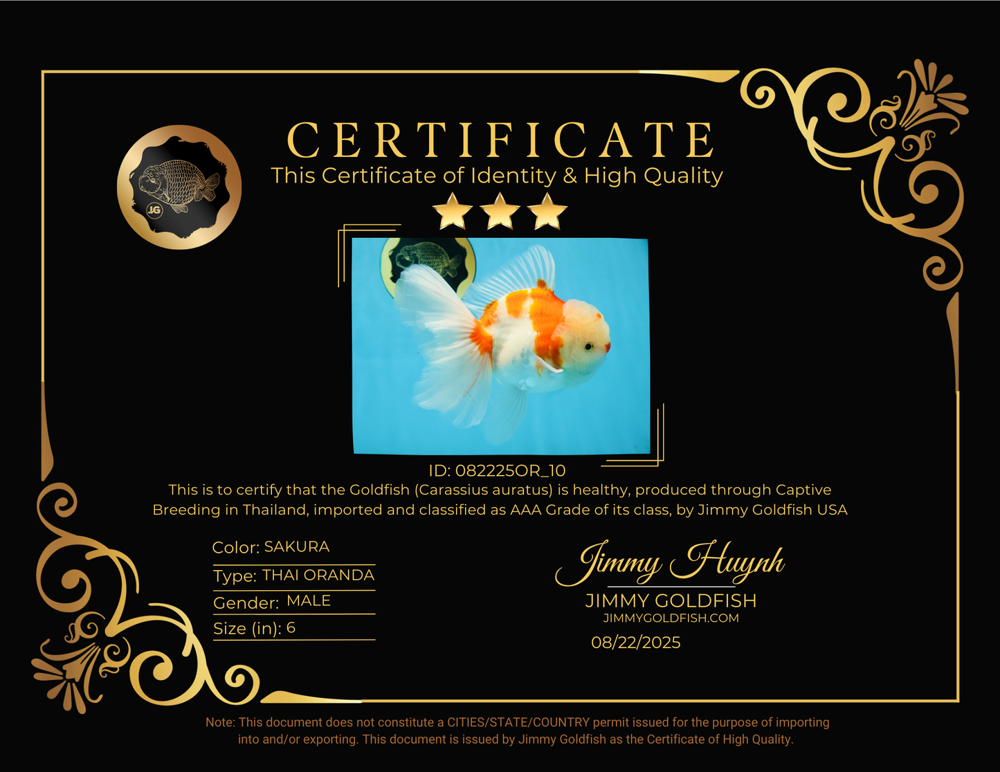 AAA Grade CHONKY Sakura Oranda Male 6 inches #082225OR_10