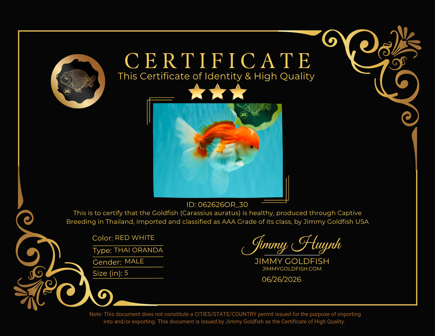 AAA Grade Peach Red White Oranda Male 5 inches #062626OR_30