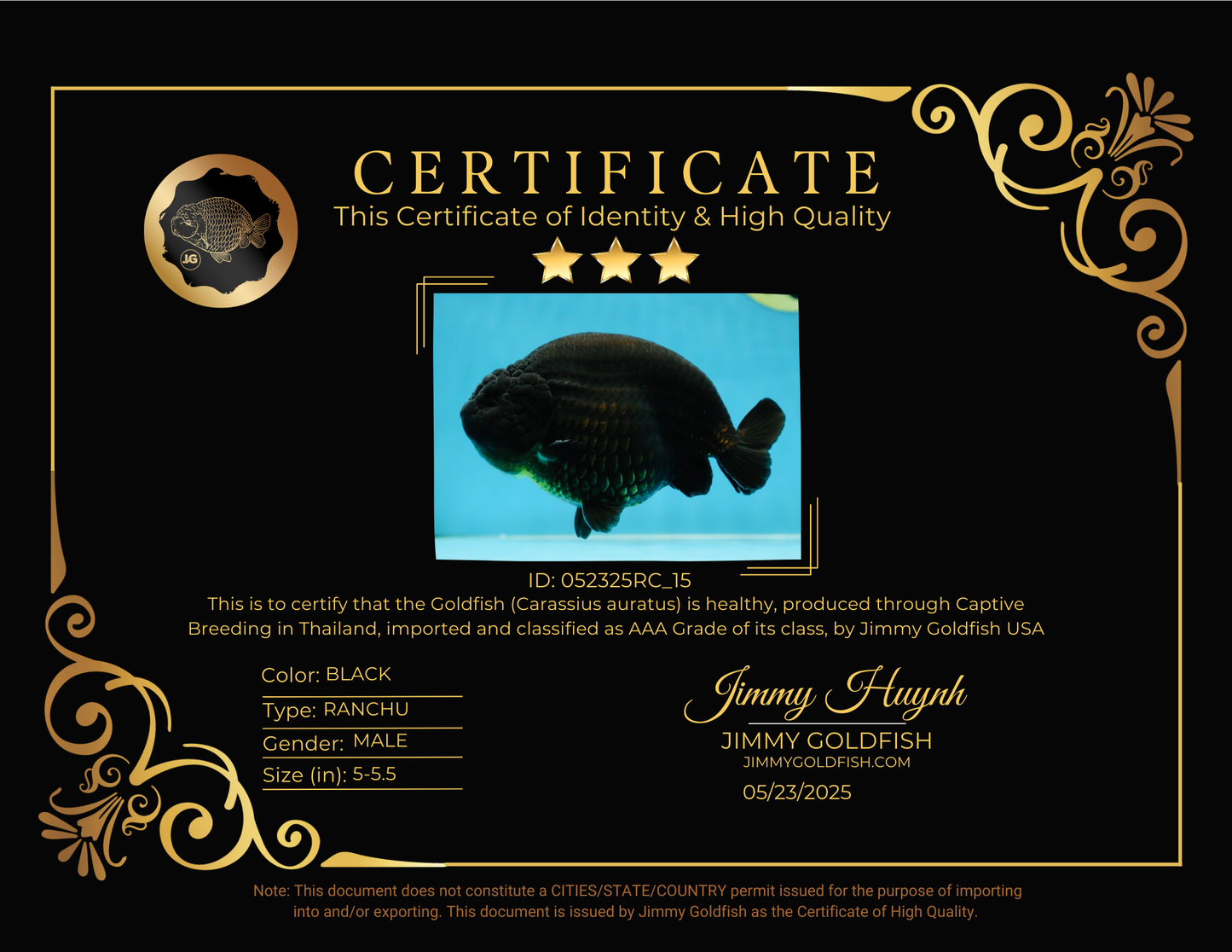 AAA Grade Strong Body Structure Godzilla Black Ranchu Male 5-5.5 inches #052325RC_15