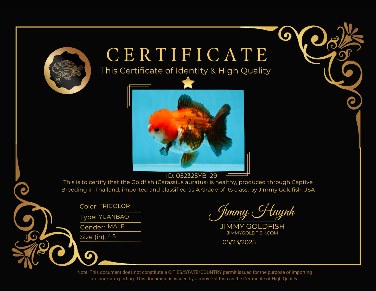 A Grade Pompom Tricolor Yuanbao Male 4.5 inches #052325YB_29