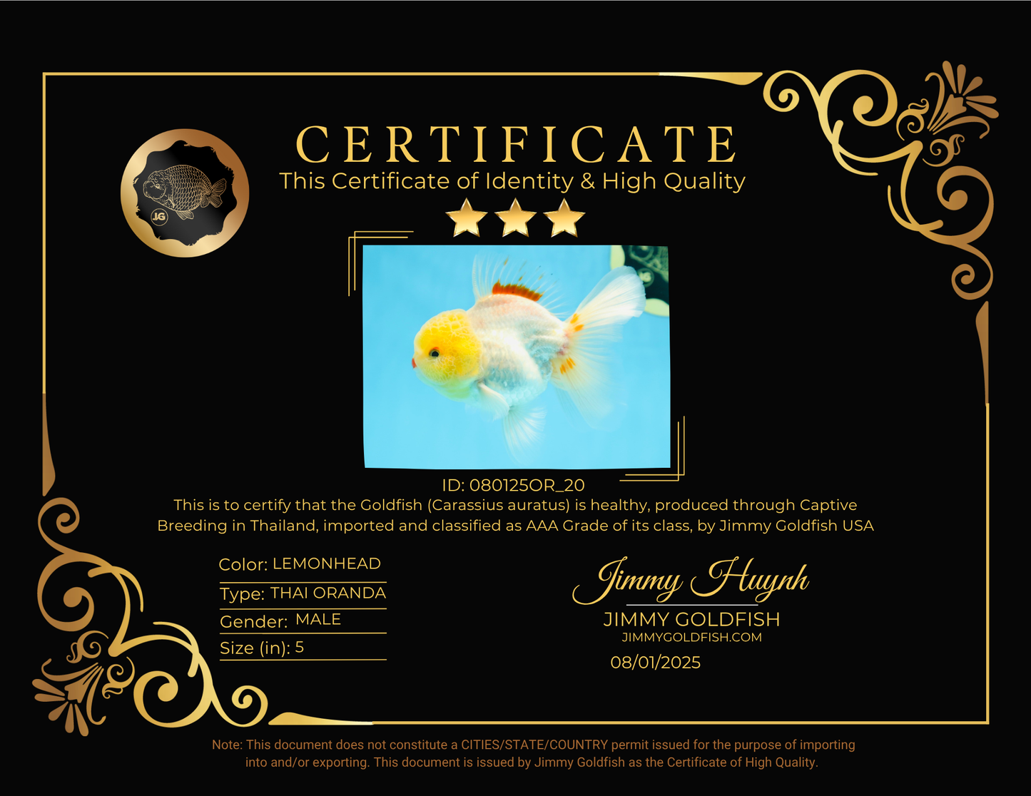 AAA Grade Lemonhead Oranda Male 5 inches #080125OR_20